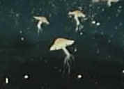 Chai, coffee, teas, vegetarian food, cakes, fresh juices, random entertainment events