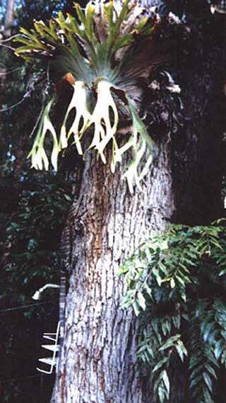 Can you find the goanna?  Click here to go back or scroll for more.    :o)