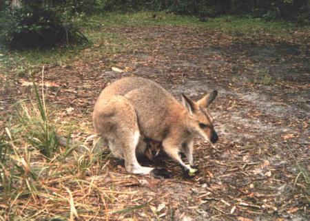 Pretty face wallaby with joey in pouch.