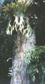 Find the goanna?