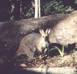 Have breakfast with the wallabies!
