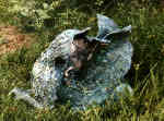 Gryphon 