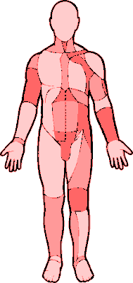 Human Body