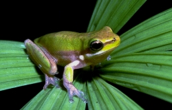 A colourful frog