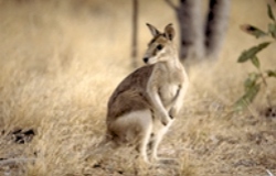 An inquisitive Wallaby